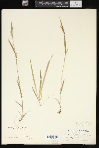 Carex styloflexa image