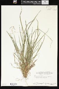 Carex styloflexa image