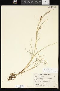 Carex stylosa image