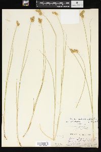 Carex suberecta image