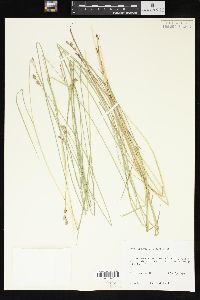 Carex suberecta image