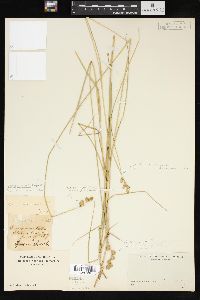 Carex suberecta image