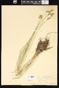 Carex suberecta image