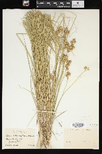 Carex suberecta image