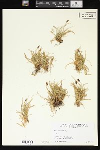 Carex subnigricans image