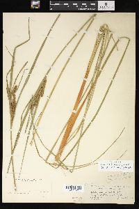 Carex aquatilis var. aquatilis image