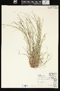 Carex swanii image