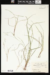 Carex swanii image