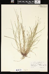 Carex swanii image