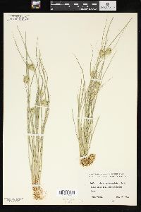 Carex sychnocephala image