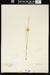 Carex sychnocephala image