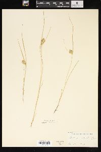 Carex sychnocephala image