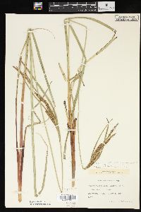 Carex aquatilis var. aquatilis image