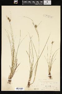 Carex tenax image