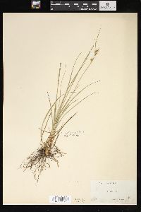 Carex tenax image