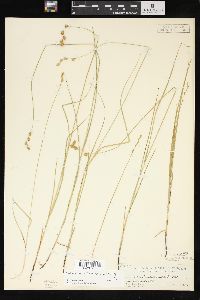 Carex tenera var. tenera image