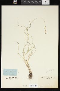 Carex tenera var. echinodes image