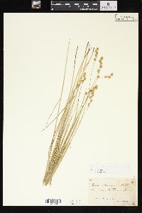 Carex tenera var. tenera image