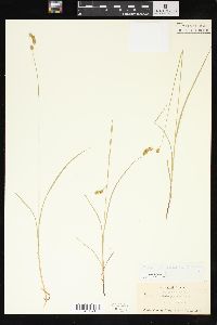 Carex tenera var. tenera image