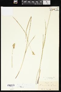 Carex normalis image