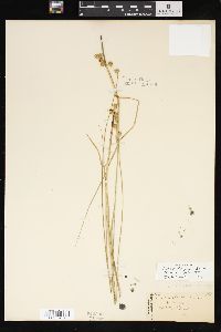 Carex tenera var. echinodes image