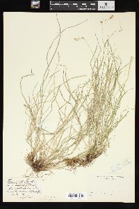 Carex tenera image