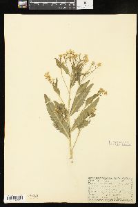 Nasturtium armoracia image
