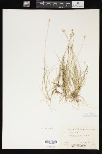 Carex tenuiflora image