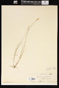 Carex tenuiflora image