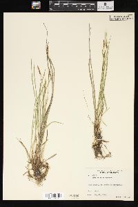 Carex tetanica image