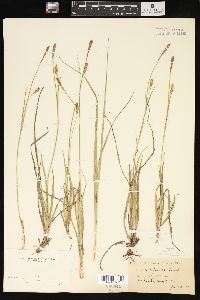 Carex tetanica image