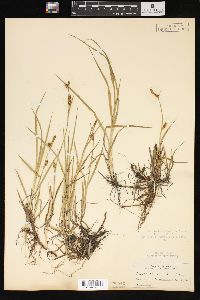 Carex tetanica image