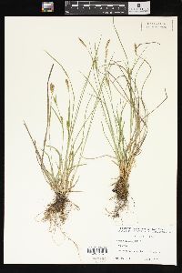 Carex tetanica image