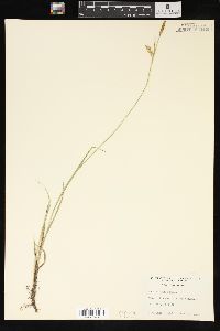 Carex tetanica image