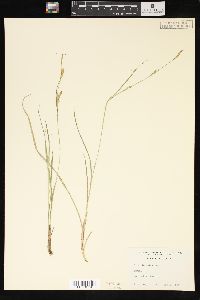 Carex tetanica image