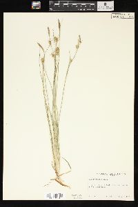 Carex tetanica image