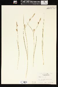 Carex tetanica image