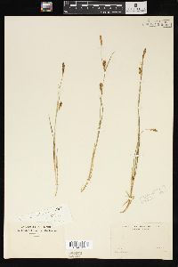 Carex tetanica image