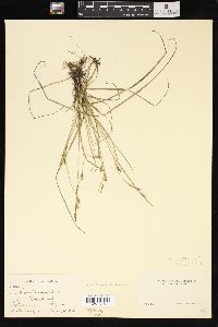 Carex tetanica image