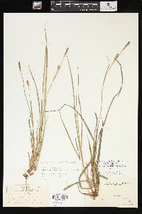 Carex tetanica image