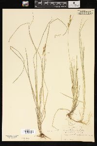 Carex tetanica image