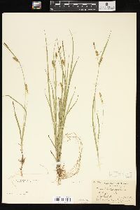 Carex tetanica image