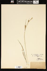 Carex tetanica image