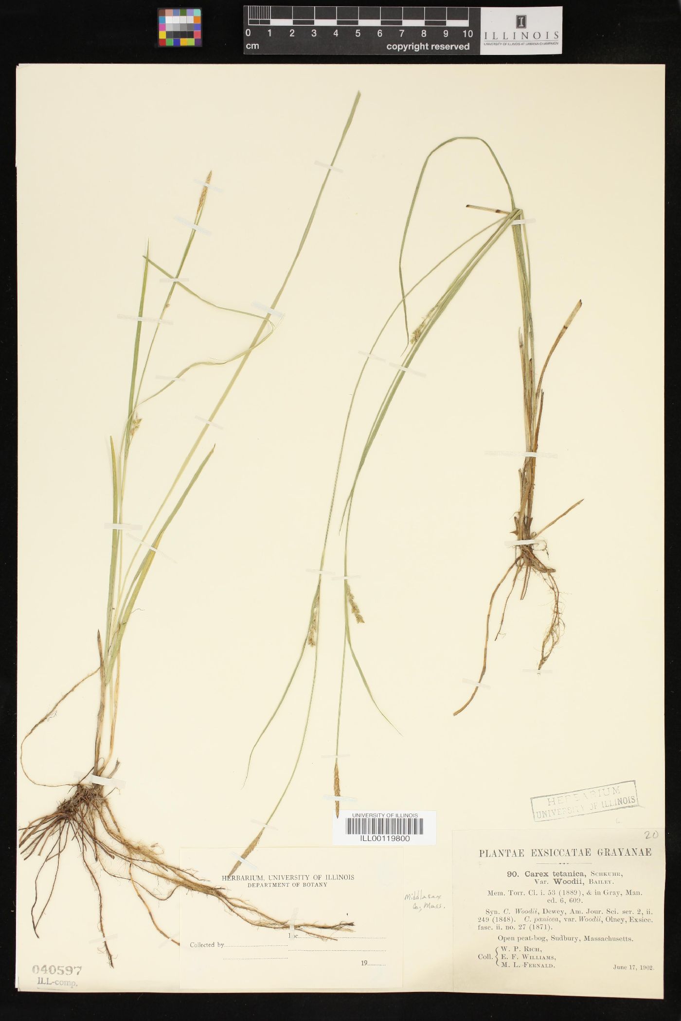 Carex tetanica var. woodii image