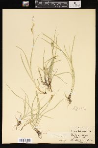 Carex tetanica image