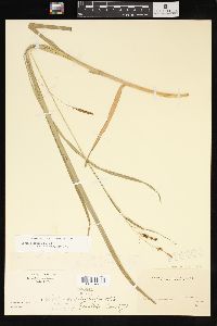 Carex tetanica image