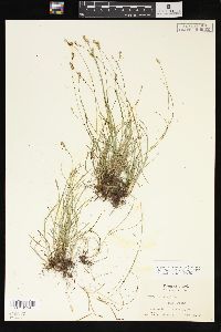 Carex texensis image