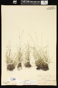 Carex texensis image