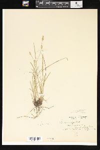 Carex texensis image