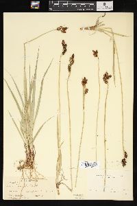 Carex tolmiei image